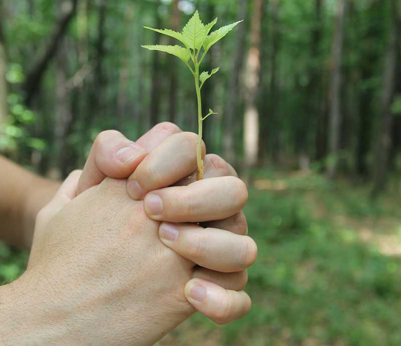 tree in hands